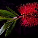 Callistemon citrinus